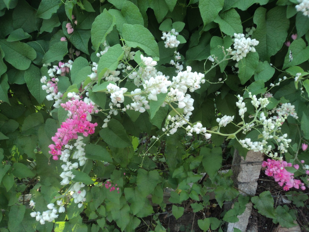 Antigonon leptopus Hook. & Arn.